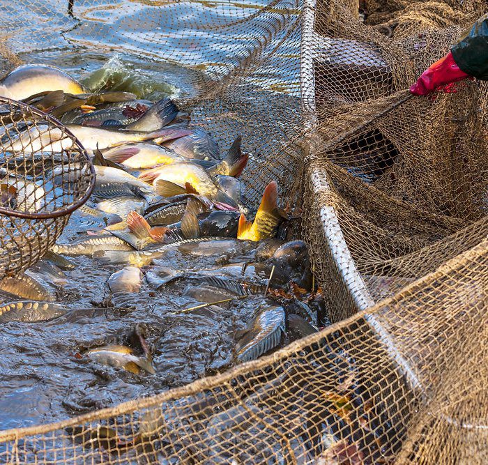 Aquaculture: Cross-sectoral cooperation to drive improved biofouling management